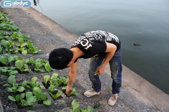 Một thanh niên đang đi thu hoạch rau ở ven Hồ Tây
